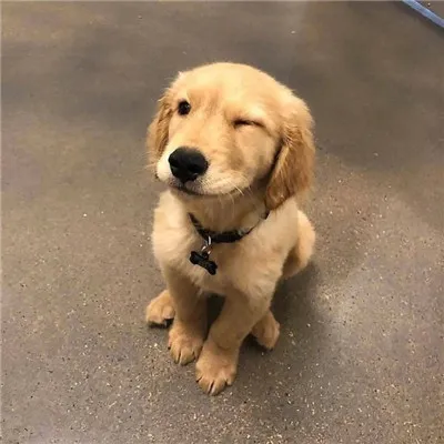 狗狗wink超级可爱的个性头像第1张