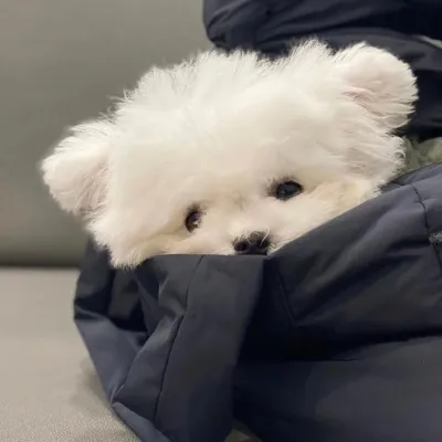 超可爱的萌宠超级有个性的头像第1张