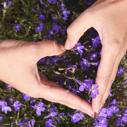 最好看的爱心头像来了第1张