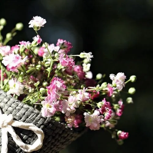 清新的花朵微信头像第1张