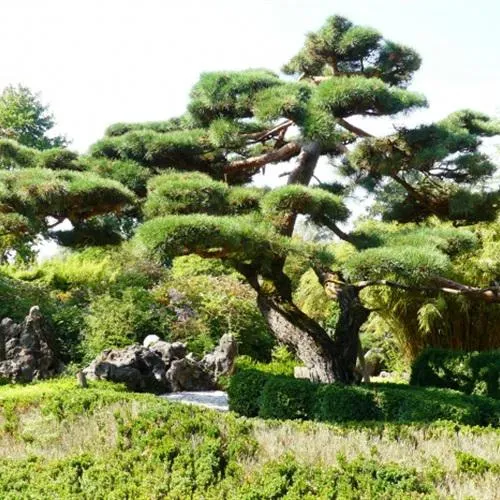 绿色有朝气最美的适合做头像的盆景图片第1张