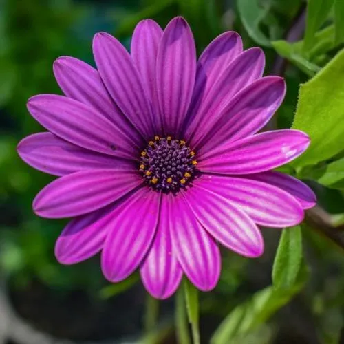 漂亮花朵艳丽的非洲菊花朵微信头像图片第1张