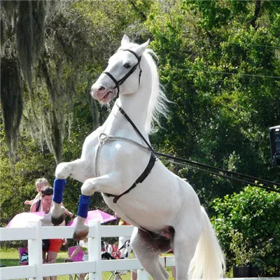 白马唯美头像第1张