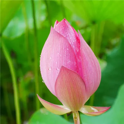 千姿百态的荷花头像第1张