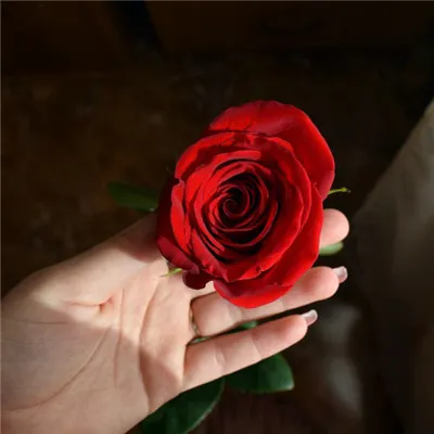 手上的鲜花和花瓣图片微信头像第1张