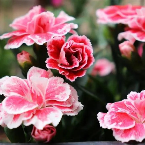 色彩鲜艳的康乃馨花朵微信头像图片第1张