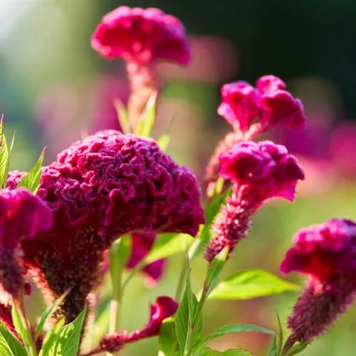 适合中年人使用的花朵头像第1张