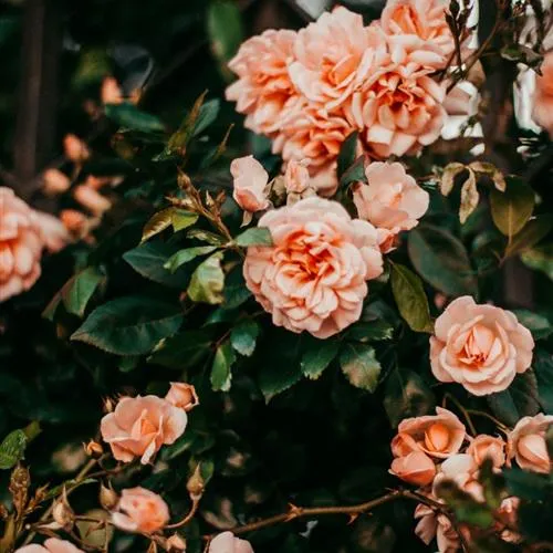 最美玫瑰花微信头像第1张