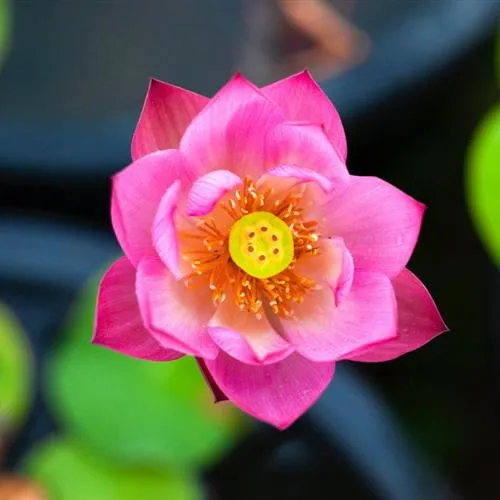 出淤泥而不染的荷花的微信头像图片第1张