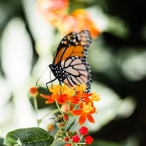 蝴蝶微信头像第1张