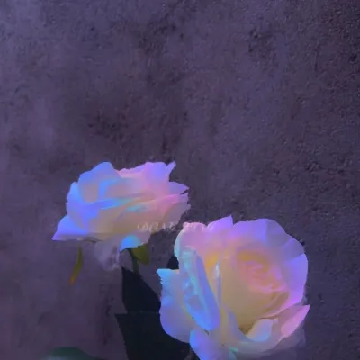 520浪漫唯美的鲜花微信头像第1张