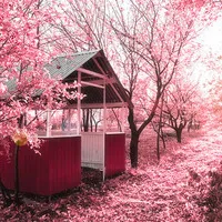 樱花头像图片大全唯美意境第1张