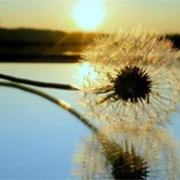 简单蒲公英唯美意境头像第1张