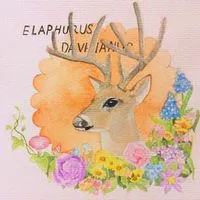 唯美麋鹿头像手绘精选第1张