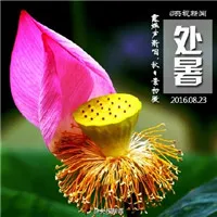 带有处暑的风景唯美头像第1张