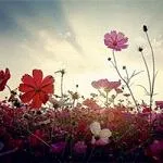 花朵唯美高清个性头像第1张