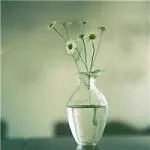 文艺十足的小清新鲜花唯美头像第1张