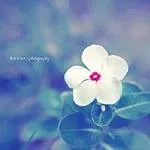 小清新花朵唯美个性头像大全第1张