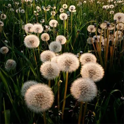 蒲公英头像图片唯美有意境第1张
