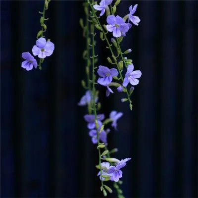 丁香花唯美有意境头像精选第1张