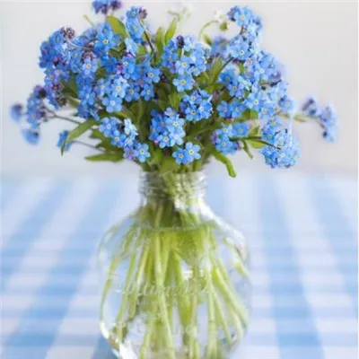 唯美小清新勿忘我花头像大全第1张