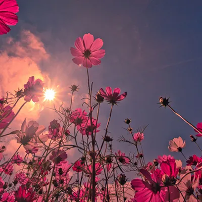 唯美有意境格桑花头像精选第1张