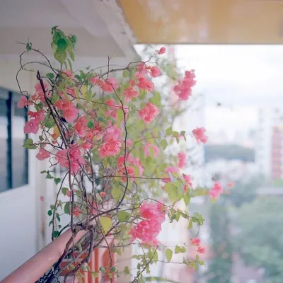 招财聚财带来好运的风景图片头像第1张