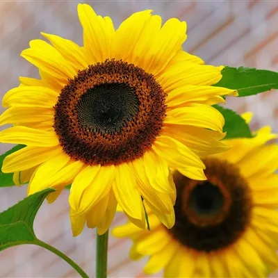 高清带来好运的微信头像花朵吉祥图片第1张