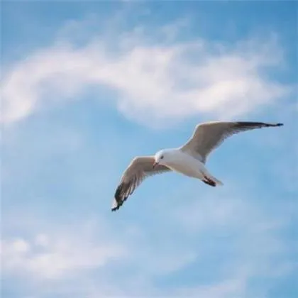 招财 带来好运头像第1张