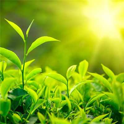 象征美好的阳光明媚好运头像图片第1张