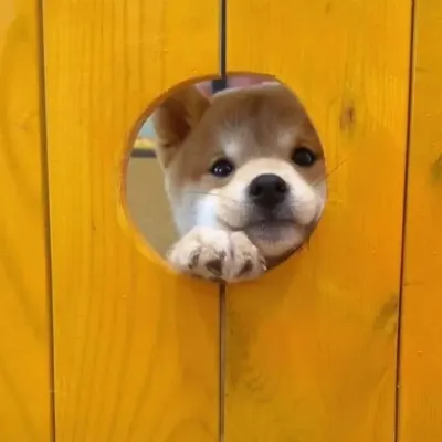 2021笑死人的很火萌宠动物头像合集第1张