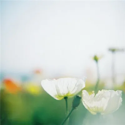 清爽意境微信头像图片第1张