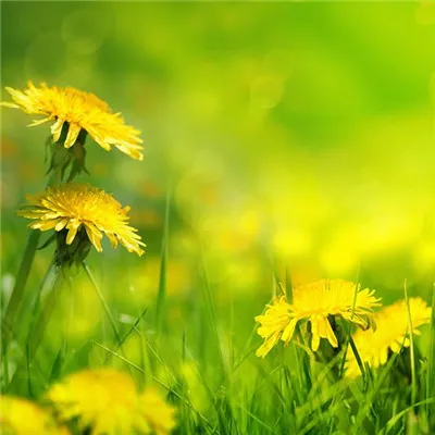 清新风景头像第1张