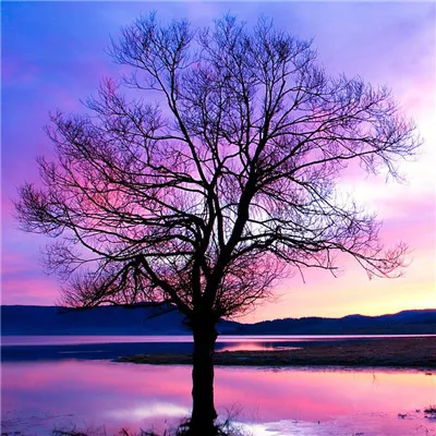 微信头像一棵树第1张