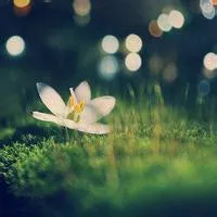 微信头像风景或花草第1张