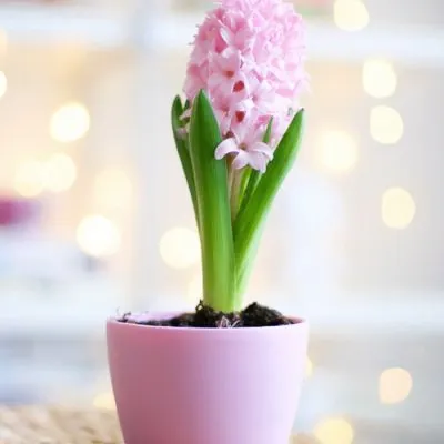 微信头像好运图片大全第1张