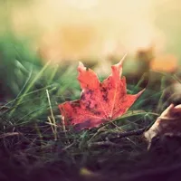 qq头像花草风景图片第1张