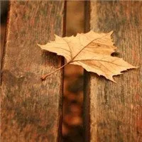 qq枫叶头像图片大全第1张