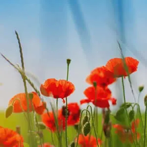 简单唯美风景微信头像第1张