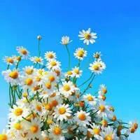 微信头像花朵风景第1张