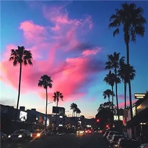 海边椰子树风景图片头像第1张