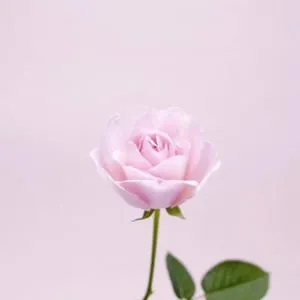 微信头像风景花朵第1张