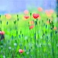 微信头像花草树木风景第1张