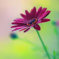 微信头像景色花草大全第1张