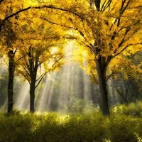 树的头像图片第1张