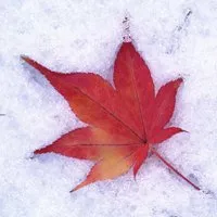 冬天风景图片头像第1张