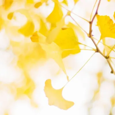 清新黄色系风景头像第1张