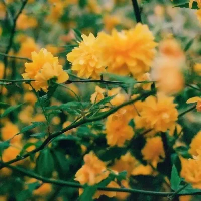 文艺小清新风景头像第1张