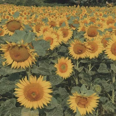 暖色系风景头像高清第1张