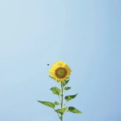 小清新头像风景第1张